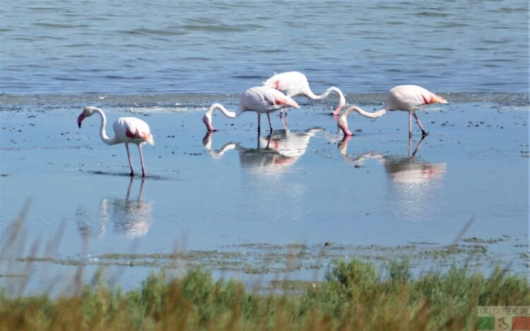 Polowanie na flamingi - Delta Po